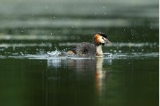 Great crested grebe Podiceps cristatus, adult bathing on freshwater lake, Langford Lakes, Wiltshire Wildlife Trust Reserve, Wiltshire, July