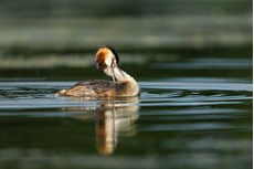 Great crested grebe Podiceps cristatus, adult preening on freshwater lake, Langford Lakes, Wiltshire Wildlife Trust Reserve, Wiltshire, July