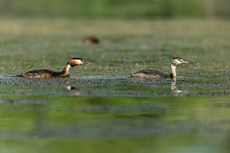 Great crested grebe Podiceps cristatus, adult following chick, Langford Lakes, Wiltshire Wildlife Trust Reserve, Wiltshire, July