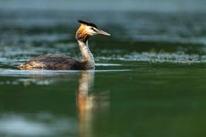 Great crested grebe Podiceps cristatus, adult swimming on freshwater lake, Langford Lakes, Wiltshire Wildlife Trust Reserve, Wiltshire, July