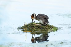 Great crested grebe Podiceps cristatus, adult incubating eggs on floating nest, Langford Lakes, Wiltshire Wildlife Trust Reserve, Wiltshire, July