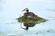Great crested grebe Podiceps cristatus, adult sitting on floating nest, Langford Lakes, Wiltshire Wildlife Trust Reserve, Wiltshire, July