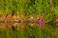 Green sandpiper Tringa ochropus, adult foraging along shoreline with flowering Purple loosestrife Lythrum salicaria, Langford Lakes, Langford Lakes, Wiltshire Wildlife Trust Reserve, Wiltshire, July