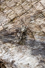 Knot grass Acronicta rumicis, adult resting on textured wood, Middle Winterslow, Wiltshire, July