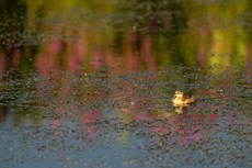 Little grebe Tachybaptus ruficollis, juvenile sleeping on water with colourful reflections, Langford Lakes, Langford Lakes, Wiltshire Wildlife Trust Reserve, Wiltshire, July