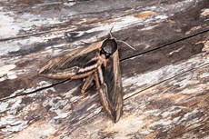 Privet hawkmoth Spinx ligustri, adult resting on textured wood, Middle Winterslow, Wiltshire, July
