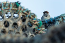 House sparrow Passer domesticus, adult male perched on lobster pots, Aberystwyth Harbour, Dyfed, Wales, UK, December