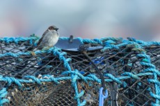 House sparrow Passer domesticus, adult male perched on lobster pots, Aberystwyth Harbour, Dyfed, Wales, UK, December