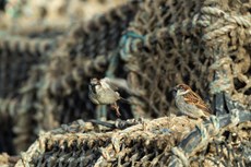 House sparrow Passer domesticus, two males perched on lobster pots, Aberystwyth Harbour, Dyfed, Wales, UK, December