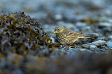 Eurasian rock pipit Anthus petrosus, adult foraging in harbour, Aberystwyth, Dyfed, Wales, UK, December
