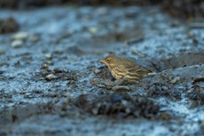 Eurasian rock pipit Anthus petrosus, adult foraging in harbour, Aberystwyth, Dyfed, Wales, UK, December