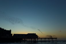 Common starling Sturnus vulgaris, murmuration over pier, Aberystwyth, Dyfed, Wales, UK, December