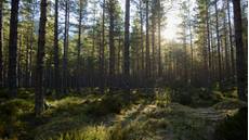 Caledonian pine forest, Cairngorms National Park, Scotland, February