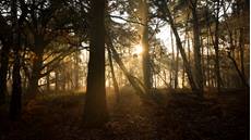 Sunrise through the trees, RSPB The Lodge Nature Reserve, Bedfordshire, December