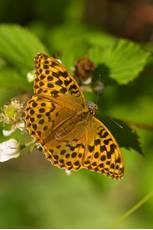 Silver-washed fritillary Argynnis paphia, adult female butterfly nectaring from bramble, Bentley Wood, Wiltshire, July