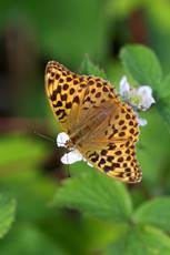Silver-washed fritillary Argynnis paphia, adult female butterfly nectaring from bramble, Bentley Wood, Wiltshire, July