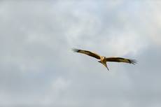 Red kite Milvus milvus, adult flying looking for food, Berwick Bassett, Wiltshire, January