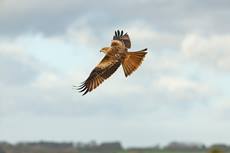 Red kite Milvus milvus, adult flying looking for food, Berwick Bassett, Wiltshire, January