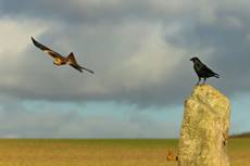 Carrion crow Corvus corone, perched on stone pillar with Red kite Milvus milvus flying behind, Berwick Bassett, Wiltshire, UK, January