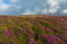 Landscape view of heather moorland, Exmoor National Park, Somerset, England, UK, July