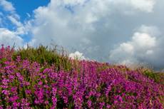 Landscape view of heather moorland, Exmoor National Park, Somerset, England, UK, July