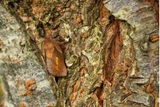 Drinker Euthrix potatoria, imago male roosting on tree trunk, Mudgley, Somerest, England, UK, August