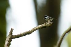 Coal tit Periparus ater, adult carrying food, Exmoor National Park, Somerset, England, UK, May