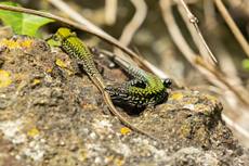 Common wall lizard Podarcis muralis maculiventris, adults in tussle on rocks, Clifton, Bristol, England, UK, March