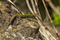 Common wall lizard Podarcis muralis maculiventris, adult basking on rock, Clifton, Bristol, England, UK, March