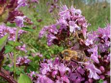 Honey bee Apis mellifera, nectaring on a Wild marjoram Origanum vulgare, flowerhead in a chalk grassland meadow, Wiltshire, UK, July