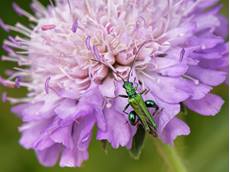 Thick-legged flower beetle Oedemera nobilis, male foraging for nectar and pollen on a Field scabious Knautia arvensis, flower on chalk grassland, Marlborough Downs, Wiltshire, UK, July