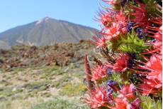 Honey bee Apis mellifera, two workers nectaring from Mount Teide bugloss / Tower of jewels Echium wildpretii, flowers with Mount Teide in the background, Teide National Park, Tenerife, Canary Islands, May