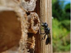 Aphid wasp Pemphredon sp., about to enter a bamboo tube in an insect hotel with a paralysed Rose aphid Macrosiphum rosae, to stock its nest with, Wiltshire garden, UK, August