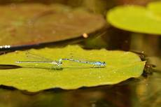 Azure damselfly Coenagrion puella, pair in tandem on a Water lily leaf in a garden pond, Wiltshire, UK, May