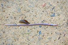 Earthworm Lumbricus terrestris, crawling over a damp footpath after heavy rain, Somerset, UK, March