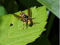 Median wasp Dolichovespula media, sunning on a leaf, Wiltshire garden, UK, July