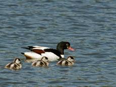 Shelduck Tadorna tadorna, adult female and three ducklings swimming in the margins of a shallow lake, Gloucestershire, UK, June