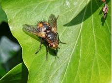 Tachinid / Parasite fly Tachina fera, sunning on an Ivy leaf in a garden on an autumn morning, Wiltshire, UK, September