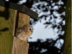 Tawny owl Strix aluco, chick perched in the entrance to a nest box at dusk, peering hard as it hears a parent approaching to feed it, Wiltshire garden, UK, May