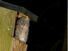 Tawny owl Strix aluco, chick perched at the entrance to a nest box with its eyes shut, Wiltshire garden, UK, June
