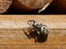 Zebra jumping spider Salticus scenicus, hunting for insect prey on an insect hotel in a garden, Wiltshire, UK, July